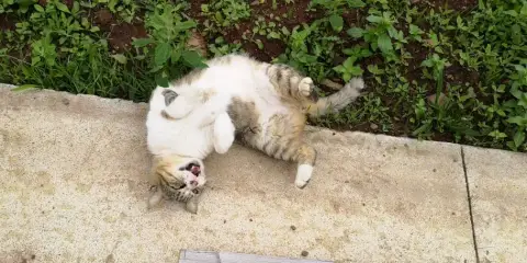 Cyrano
