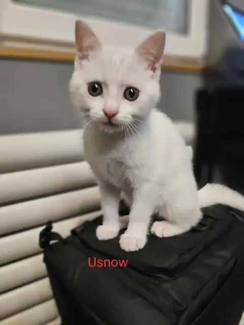Usnow photo 2