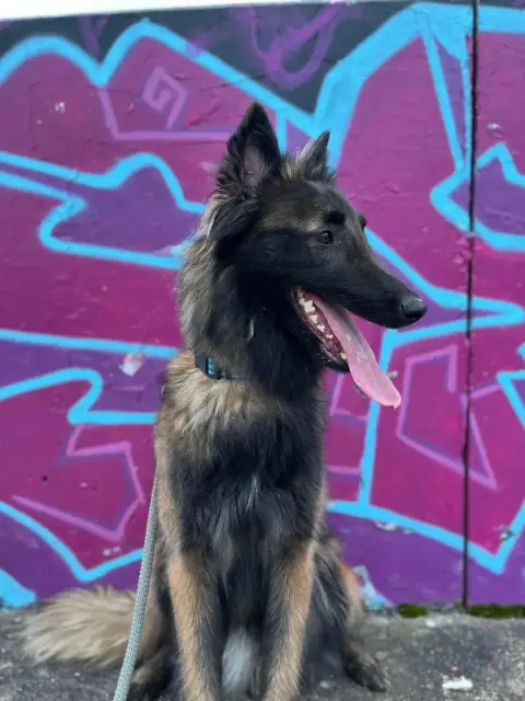 Tervuren