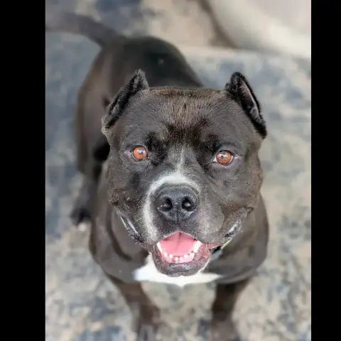 Bambino