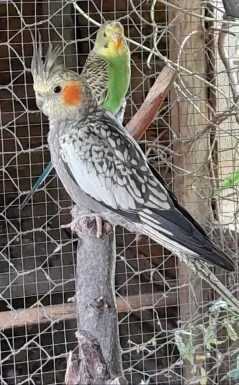 Fly