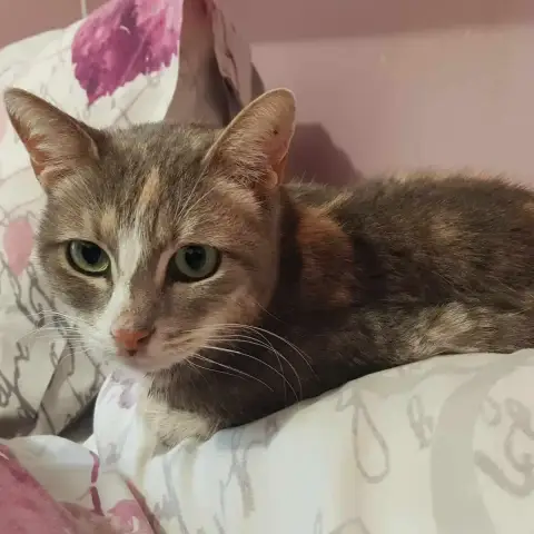 Vanillette