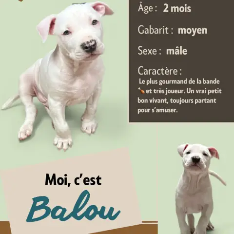 Balou