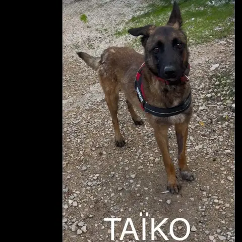 Taïko
