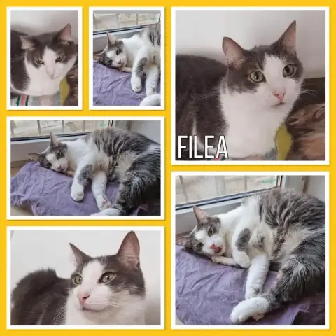 Filea
