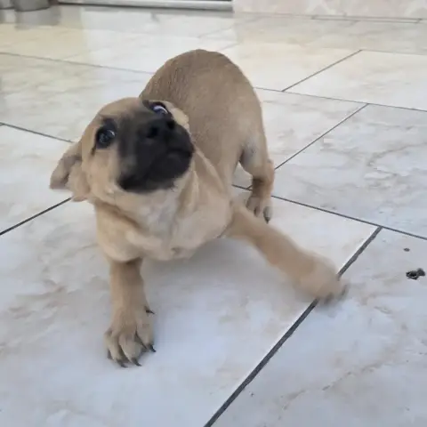 Bosco