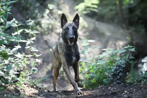 Drago photo 3