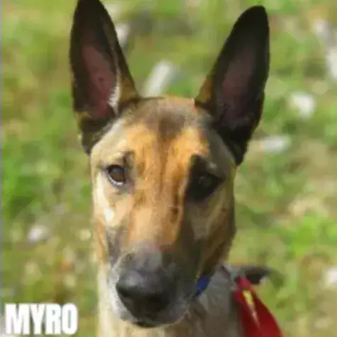 Myro