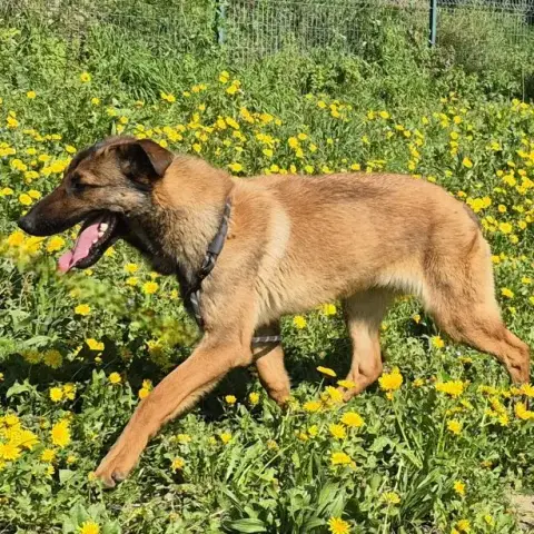 Maestro photo 2