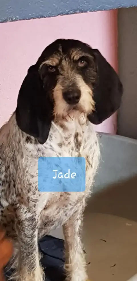 Jade photo 2