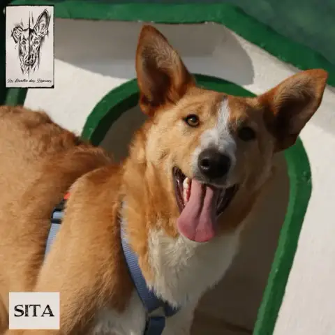 Sita photo 2