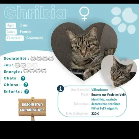 Chribia