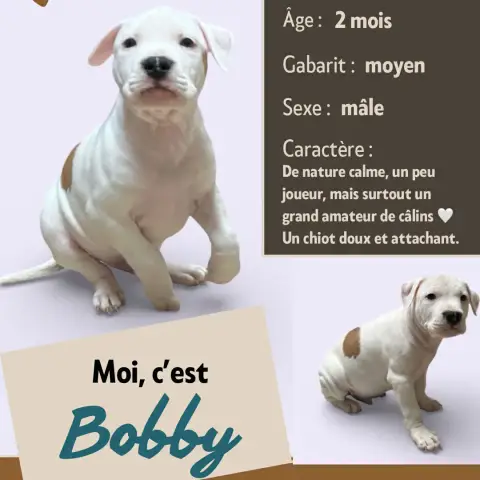 Balou photo 3