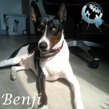 Benji