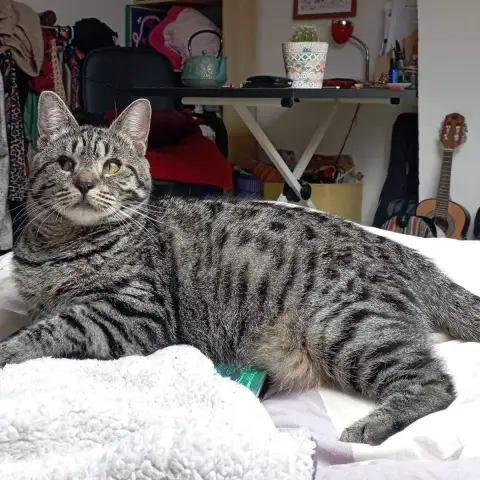 Bonnie