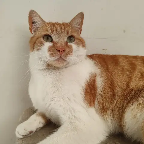 Moucho photo 2