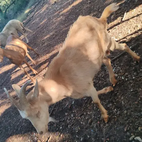 Amande photo 2