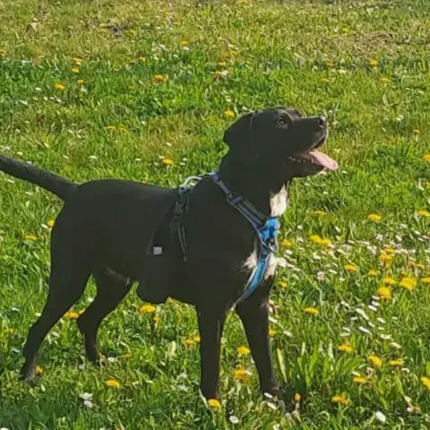 Zephyr photo 2