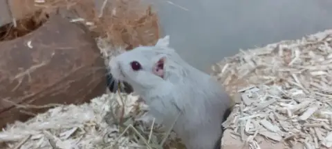 Pika