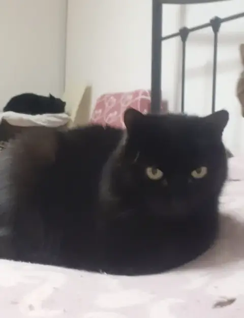 Ninou photo 3
