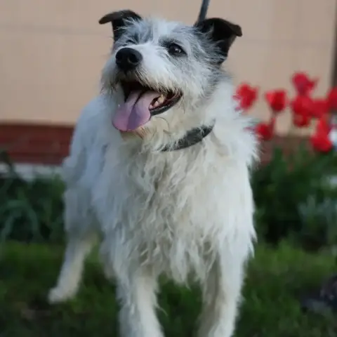 Madox