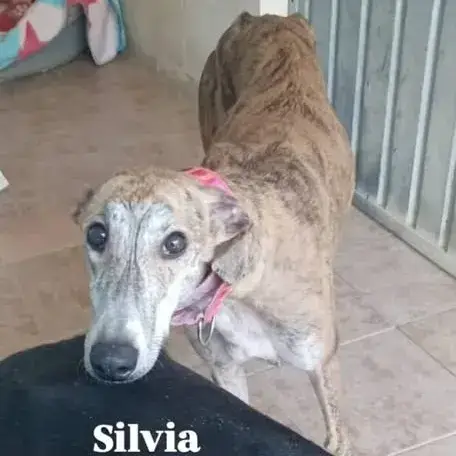 Sylvia photo 2