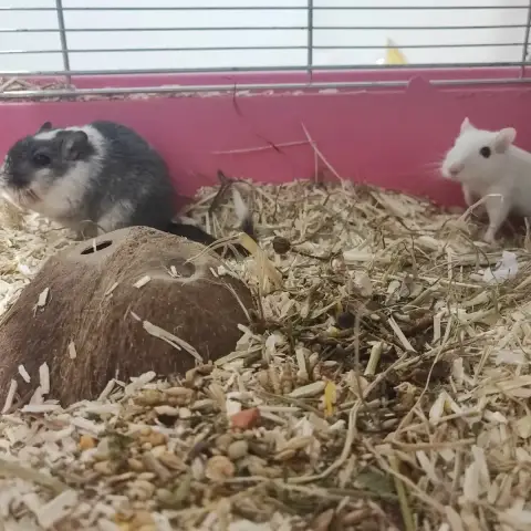 Yin Et Yang photo 2