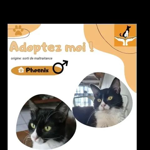 Phoenix