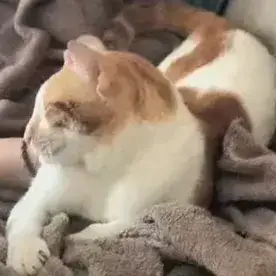 Oscar