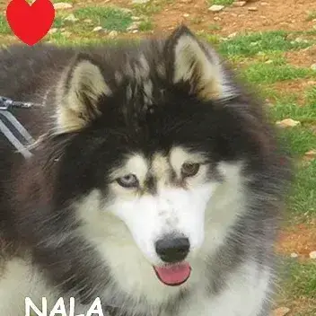Nala