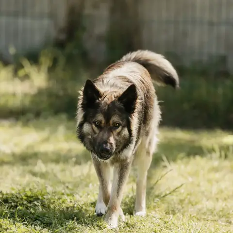 Simba