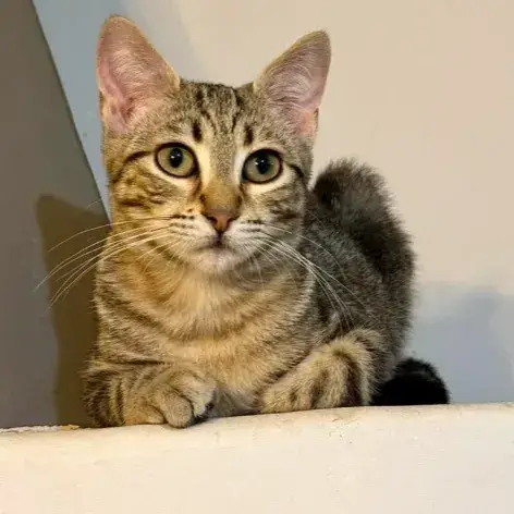 Loulou photo 2