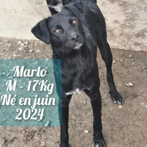 Marlo