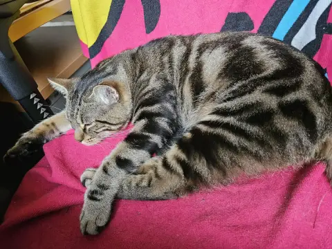 Roméo photo 3