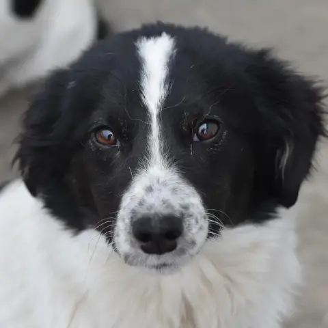 Dario