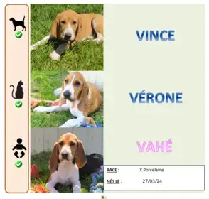 Vince