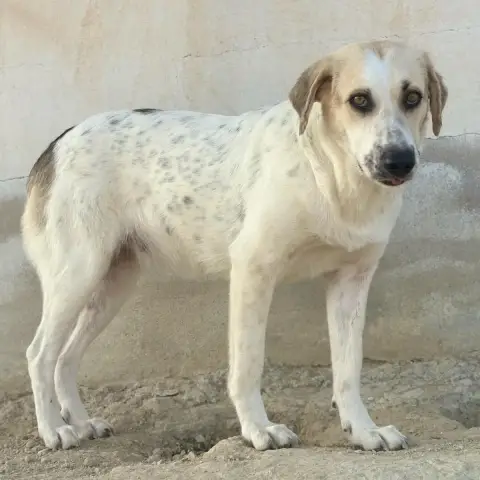 Violeta photo 2