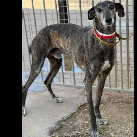 Airon Galgo