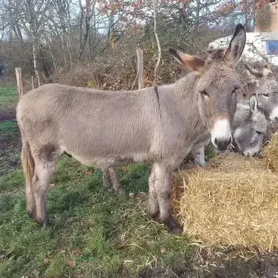 Doudou photo 2