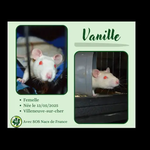 Vanille