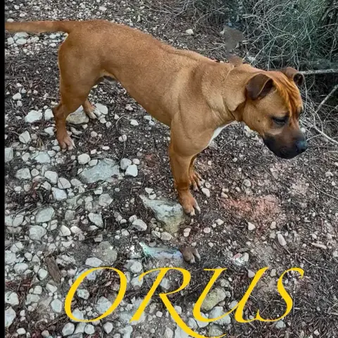 Orus