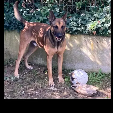 Rex photo 2