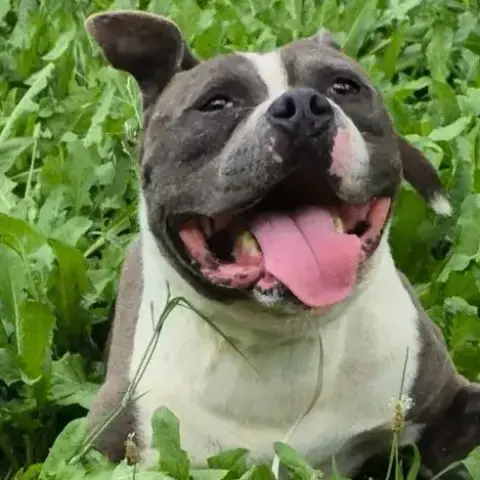 Psyko photo 3
