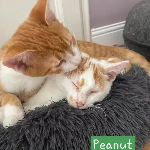 Peanut photo 2