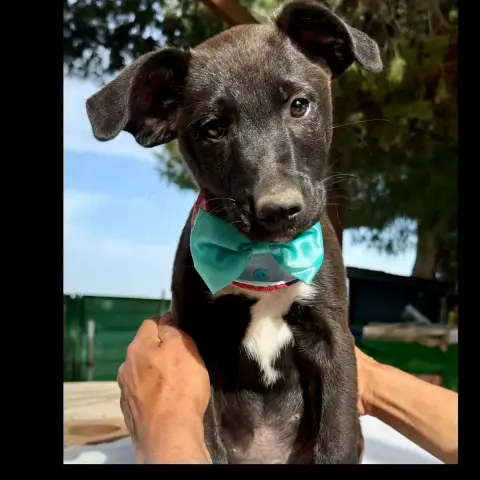 Onyx(Martina) photo 2