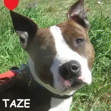 Taze