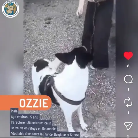 Ozzie photo 3