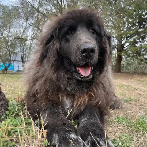 Greta