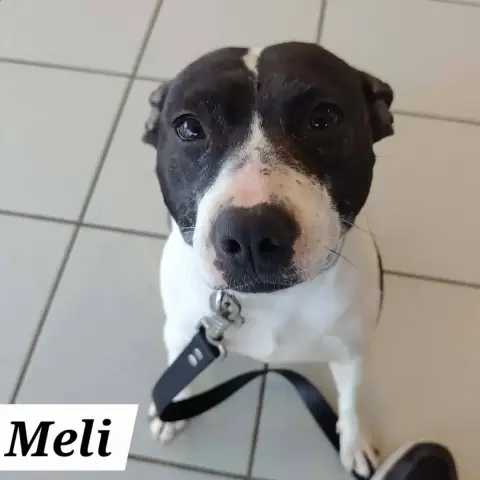 Meli Et Melo photo 2
