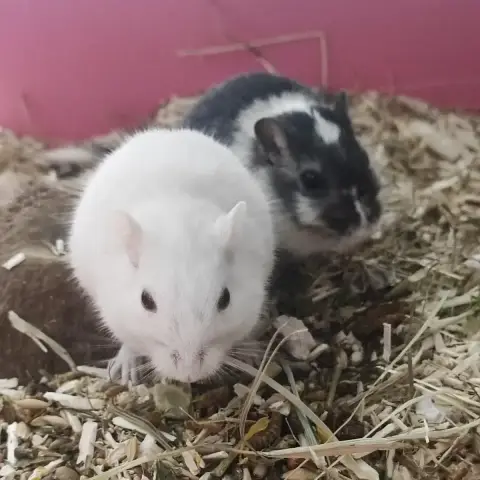 Yin Et Yang photo 3